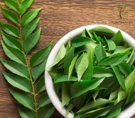 Berjaya Plant Nursery - Pokok Daun Kari Pucuk Merah/Curry Leaves(Pokok Tumbuhan Ubatan Hidup/Real Live Herb Plant)