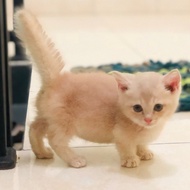 kucing persian munchkin kaki pendek jantan