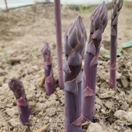 Purple Asparagus Seedling Asparagus Root Fruit and Vegetable Field Planting Pot Planting Fruit Vegetable Shoots XH4B