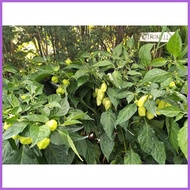 ❥ ☋ ▦ Habanero Plant Habanero Chili