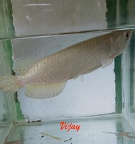 AROWANA ARWANA JARDINI - IKAN HIAS PREDATOR GRT464R