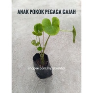 Pokok Pegaga Gajah /Pegaga Kampung Jenis Daun Besar**anak pokok dalam polybag/ Biji Benih 50 pcs/see