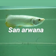 arowana golden red arwana golden red highback