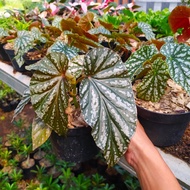 tanaman hias begonia Rex silver - begonia rex - murah