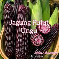 Biji benih Jagung Pulut Ungu 15 biji