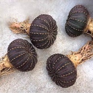 Real Yanji Shitong Large-scale Shitong Cactus Blossoming Small Cactus Succulent Plant Room