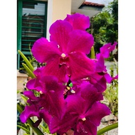 Orkid Vanda Tulang ,Bunga Besar