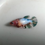 Ikan Cupang Female Betina Nemo Galaxy Multicolor Siap Breed BWW-104