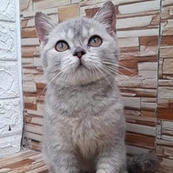 BSH british shorthair betina kucing 4 bln