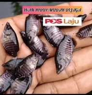 Ikan kaloi hidup tawar (3 jari)