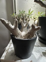 象牙玉 爆根 定植2年 連盤