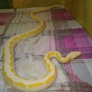 Albino WP motley retic adult male