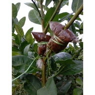 Anak Pokok tut limau telur buaya