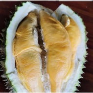 Pokok Durian Tupai King D214 Saiz Besar Melebihi 4 Kaki