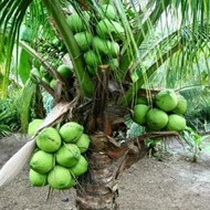 Bibit Kelapa Hijau Cupat Merah