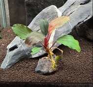 ADA山谷石X 辣椒榕 Bucephalandra sp. Pandora  水族 水草 節日禮物 魚缸 售後服務 #圖中實物#現貨即日交收