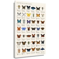 Butterflies of North America Retro Chart Poster For Room Artwork For Walls Giclee Printing Canvas Nu