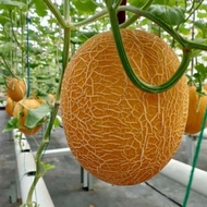 30+ BENIH MELON GOLDEN SWEET LAVENDER IMPORT BIBIT UNGGUL