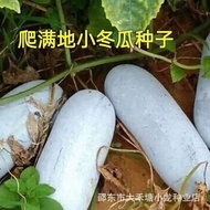现货满地爬小冬瓜种子冬瓜种子毛节瓜小冬瓜四季春天高产盆栽蔬菜种子Seeds for creeping winter melon, winter melon seeds, and fuzzy chayo