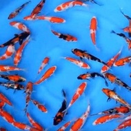 Bibit Ikan Koi Blitar Size 5-6Cm Paket 16 Ekor + Bonus #Gratisongkir