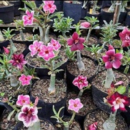 Pohon Bonsai Adenium - bibit pohon bonsai adenium kamboja jepang