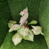 (READY STOCK) CALADIUM EUPHORIA