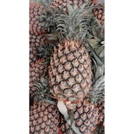 Lowest Price【RM3/pcs】Whole West Malaysia 1kg Josa Pineapple Nanas 水晶蜜糖 黄梨 Josephine -Guarantee Refun