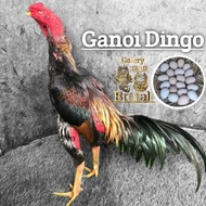 TELUR AYAM DINGO GANOI