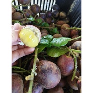 Longan Brazil (buah 3rasa)(durian+rambutan+laici)1kg