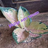 Tanaman aglonema sultan brunei, aglaonema sultan brunei