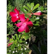 Anak pokok Adenium  /Real Plant Adenium