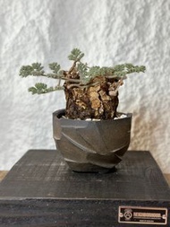 枯木洋葵 塊根 多肉植物 霸王藍 藍棘葉 象牙宮龜甲龍 龍舌蘭漆樹乳香凱撒嚴龍黑王丸孤龍丸植木鉢田口潤 kikko盆植木鉢