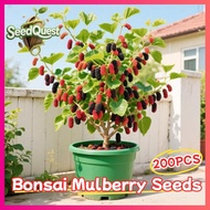High Yield 200pcs Dwarf Mulberry Seeds for Planting Fruit Plants Fresh Mulberry Fruit Seeds Bonsai M