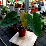 ANTHURIUM REGALE X MAGNIFICUM