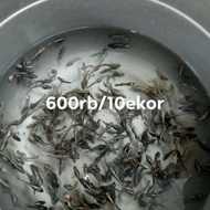 ikan cupang bahan avatar cooper