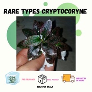 Cryptocoryne Variety Anubias Kalimantan Schismatoglottis Roseospatha Java Fern Iguazu 2009