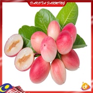 Anak Pokok Asam Renda Pokok Rare Import Dari Thailand Buah Sedap