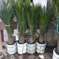 Tanaman palem sikas jumbo daun 5 plus