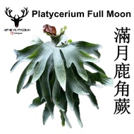 JOHOR READY STOCK Art Of Platycerium Full Moon Tanduk Rusa Staghorn Fern 滿月鹿角蕨