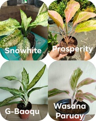 AGLAONEMA DIFFERENT VARIETIES PLANTS-G-BAOQU-PROSPERITY-SNOWHITE-WASANA PARUAY-INDOOR OUTDOOR PLANTS-REAL PLANTS-LIVE PLANTS