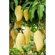 Thai Golden Mango Tree