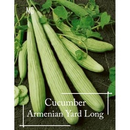 *Rare* Heirloom Armenian Yard Long Cucumber seeds - 10 seed - Mango Garden