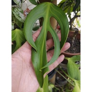 Monstera Burle Marx Flame
