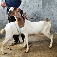 Kambing Betina 2 ekor / Kambing muda / Kambing akikah mura
