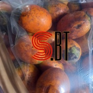 PINANG BETARA SERTIFIKAT BERSERTIFIKAT. BENIH BIBIT BIJI BUAH PINANG