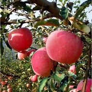 APEL FUJI CANGKOK..Bibit Buah Apel Ping Fuji Cepat Berbuah