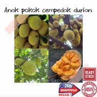 (GG real plant) anak pokok cempedak durian  bagus cepat berbuah hybrid top quality pokok durian kebun buah sedap fruit