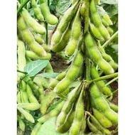 🌿10 Biji Benih🌿Kacang Bulu Jepun 日本毛豆种子