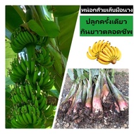 (5 หน่อ)หน่อกล้วยเล็บมือนาง 🍌ต้นกล้วยเล็บมือนาง เล็บมือนาง กล้วยพันธุ์เล็บมือนาง 🚘สินค้าพร้อมส่ง🚘
