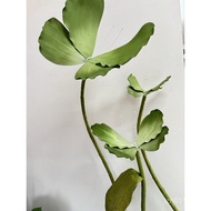 Green Plant Butterfly Simulation Modeling Gradient Simulation Waterproof Plant EVA Outdoor Green Sim